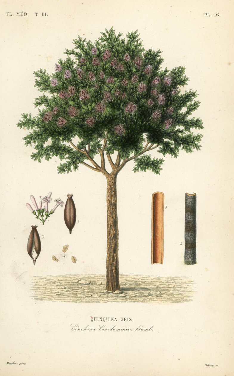 الكينين أو لحاء الكينا ، Cinchona officinalis ، Cinchona condaminea ، Quinquina gris بواسطة غير معروف