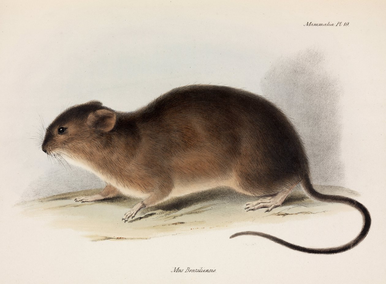 الجرذ ، أمريكا الجنوبية ، عام 1832-1836 بواسطة غير معروف
