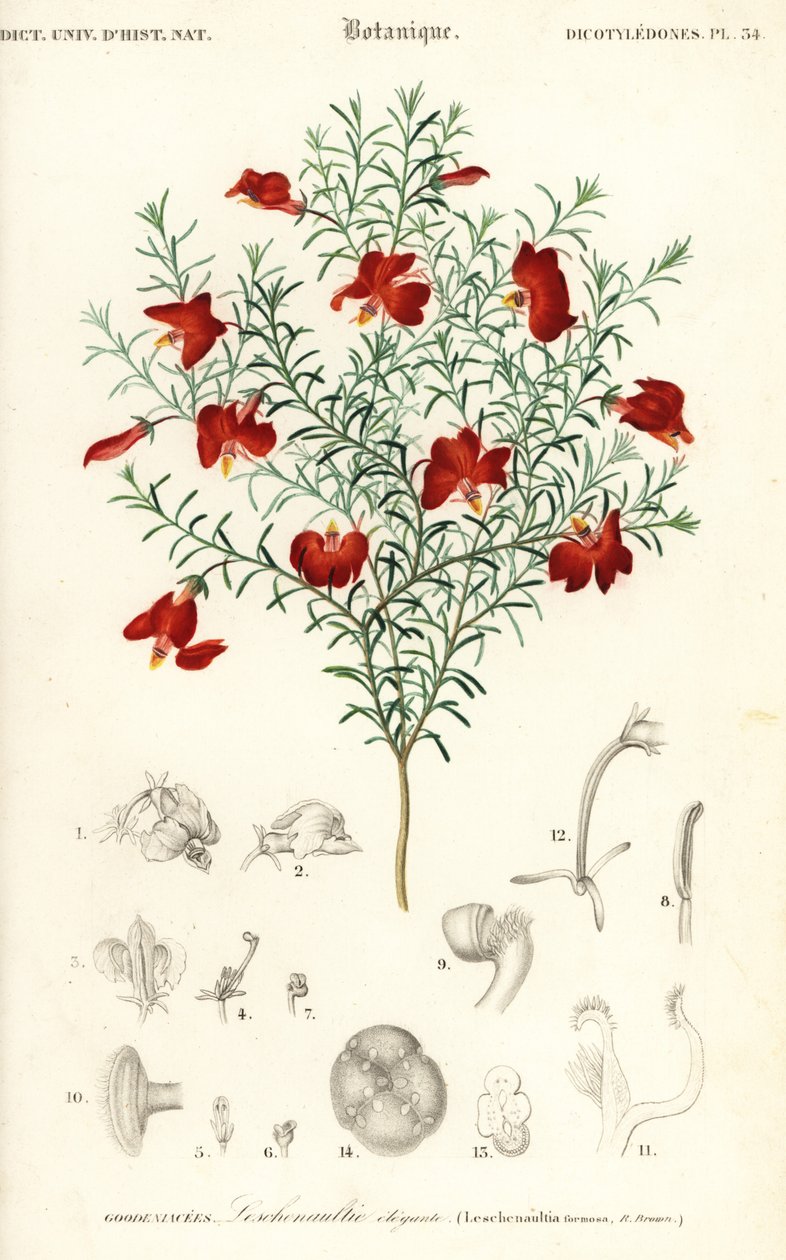 أحمر leschenaultia ، Leschenaultia formosa. ، 1849 (نقش) بواسطة فنان غير معروف