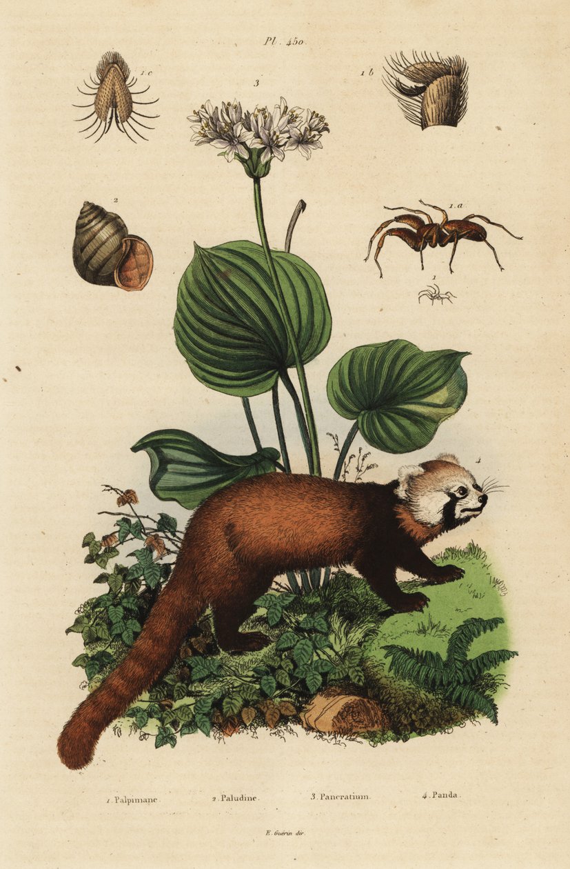الباندا الحمراء ، Ailurus fulgens ، المهددة بالانقراض 4 ، زنبق عيد الميلاد الشمالي ، Proiphys amboinensis 3. حلزون النهر ، Viviparus viviparus 1 ، والعنكبوت ، أنواع Palpimanus بواسطة غير معروف