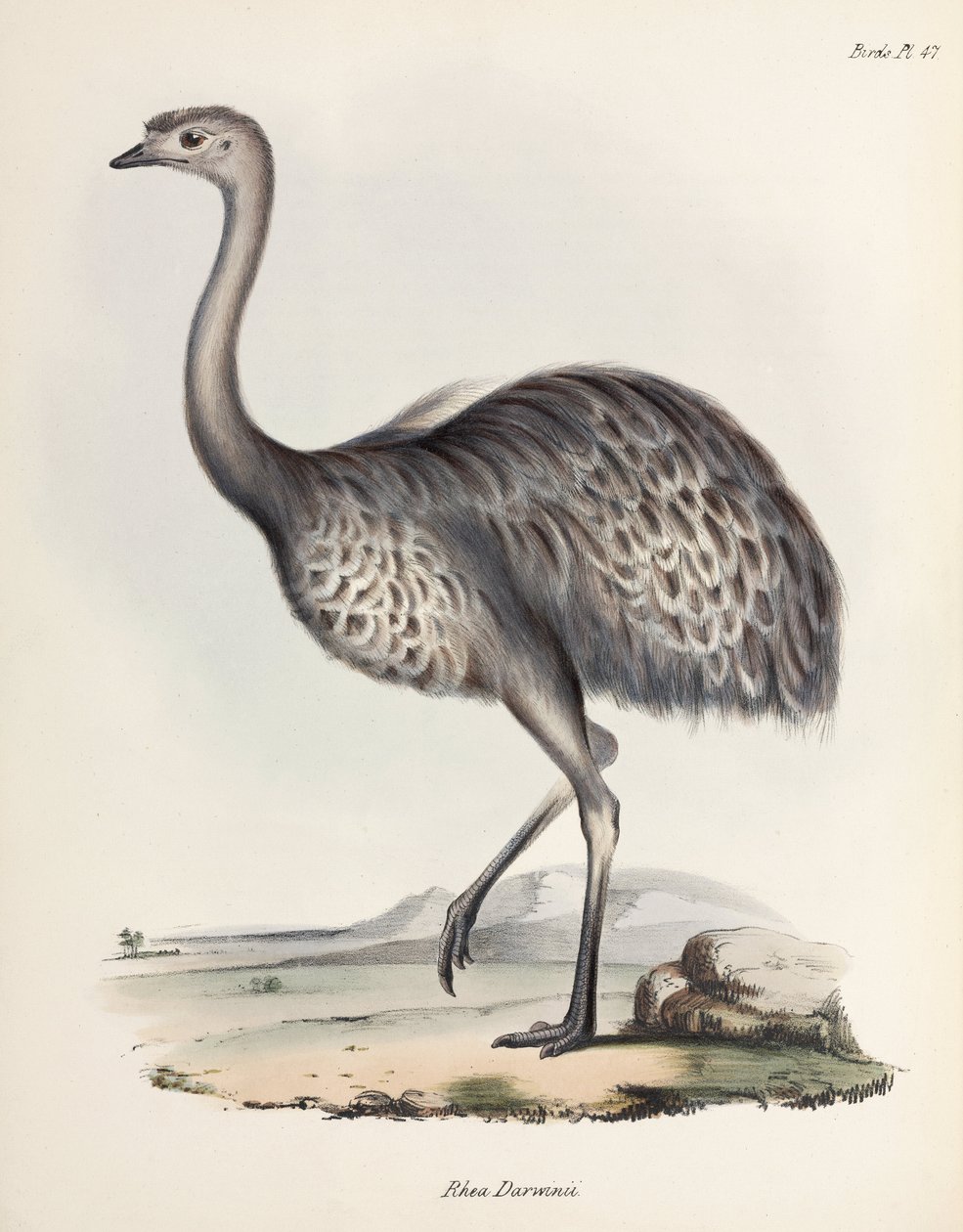 ريا ، أمريكا الجنوبية ، عام 1832-1836 بواسطة فنان غير معروف