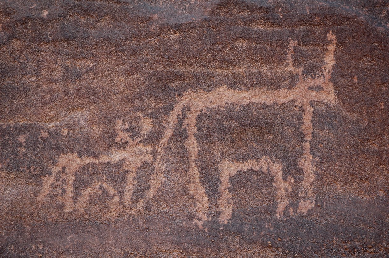 Rock art, Prehistory: Engraving of a cow and its calf in the Uweinat massif, Egypt. (Period from 8000 to 3000 years BC). Photography بواسطة غير معروف