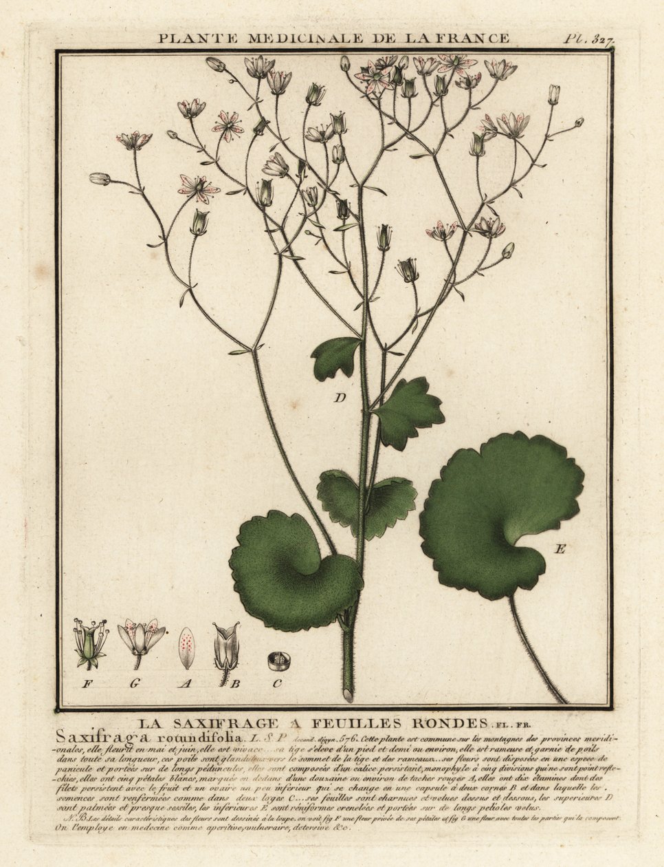 saxifrage دائري الأوراق ، Saxifraga rotundifolia. بواسطة فنان غير معروف