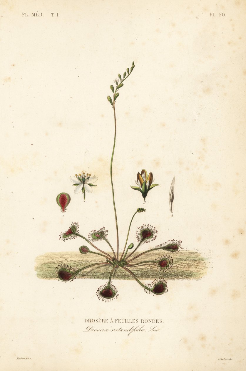 ندية مستديرة الأوراق أو ندية مشتركة ، Drosera rotundifolia ، Droserie a feuilles rondes بواسطة غير معروف