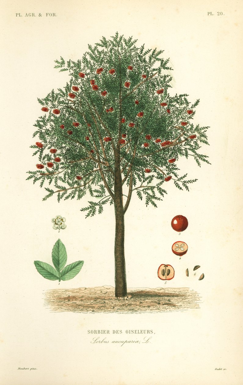 روان أو شجرة الرماد الجبلي ، Sorbus aucuparia ، Sorbier des oiseleurs بواسطة غير معروف