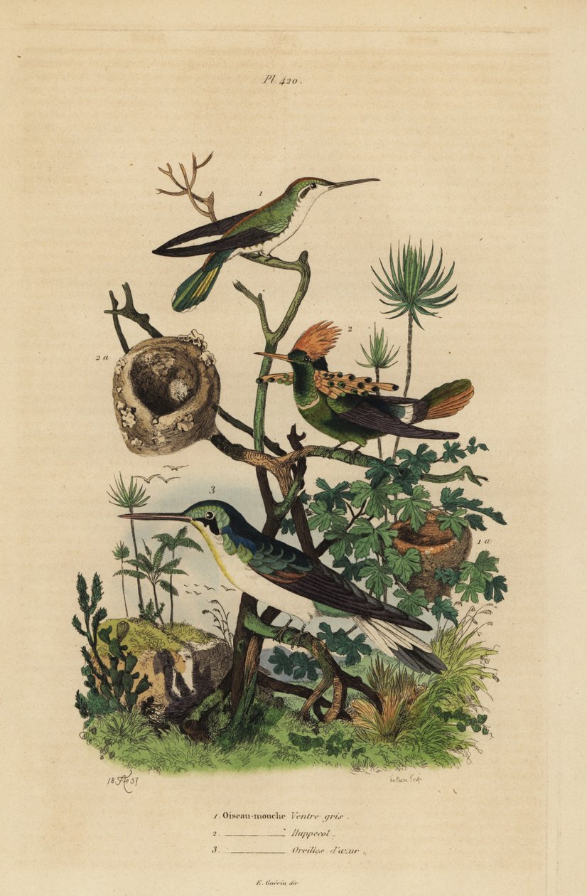 الطائر الطنان ذو الذيل الحمير ، Amazilia tzacatl ، مغناج معنقدة ، Lophornis ornatus ، والجنية ذات الأذنين السوداء ، هيليوثريكس أوريتوس ، طائر ذبابة رمادية البطن ، هدهد كول ، آذان زرقاء بواسطة غير معروف