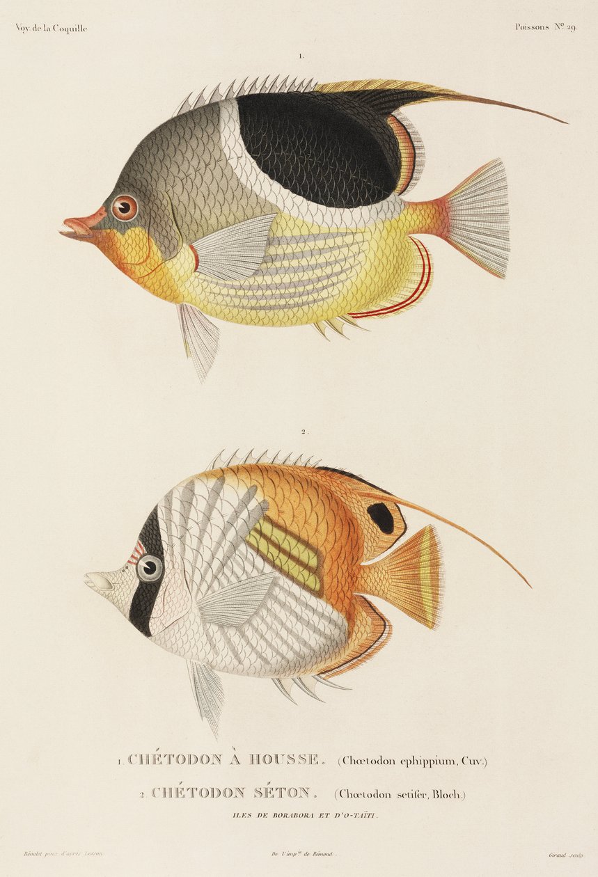 سادلباك و Auriga butterflyfishes ، جنوب المحيط الهادئ بواسطة فنان غير معروف