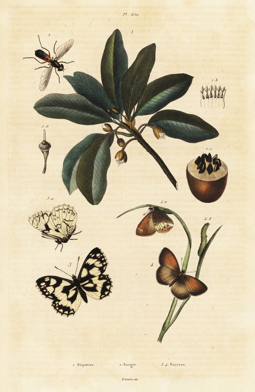 Sapodilla والعث. بواسطة فنان غير معروف