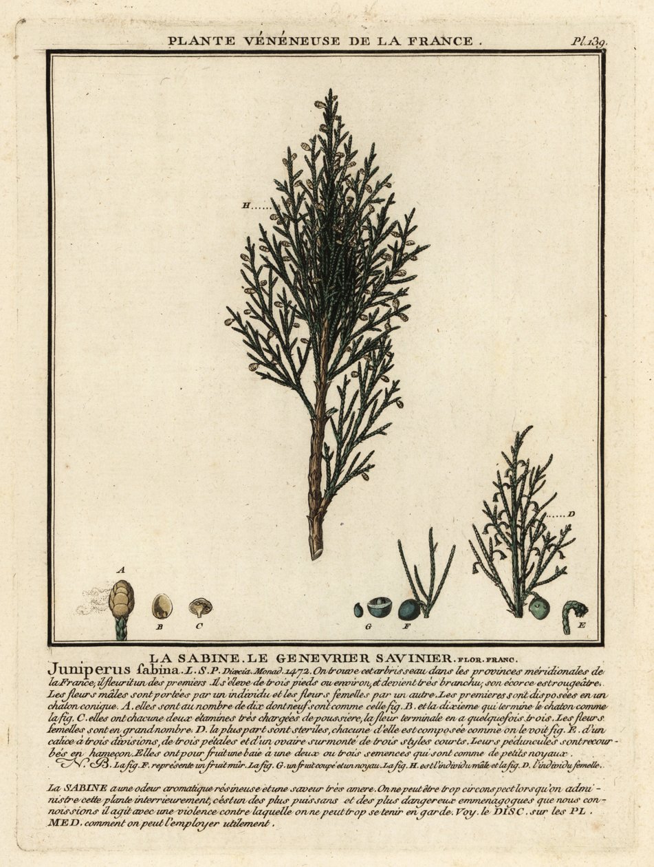Savin juniper or savin، Juniperus sabina. بواسطة فنان غير معروف