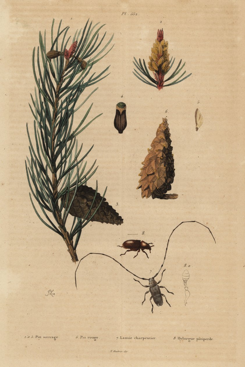 الصنوبر الاسكتلندي ، Pinus sylvestris 1-5 ، والصنوبر الأحمر أو النرويجي ، Pinus resinosa 6 ، خنفساء ويفر ، Lamia textor 7 وخنفساء الصنوبر ، Tomicus piniperda 8 بواسطة غير معروف