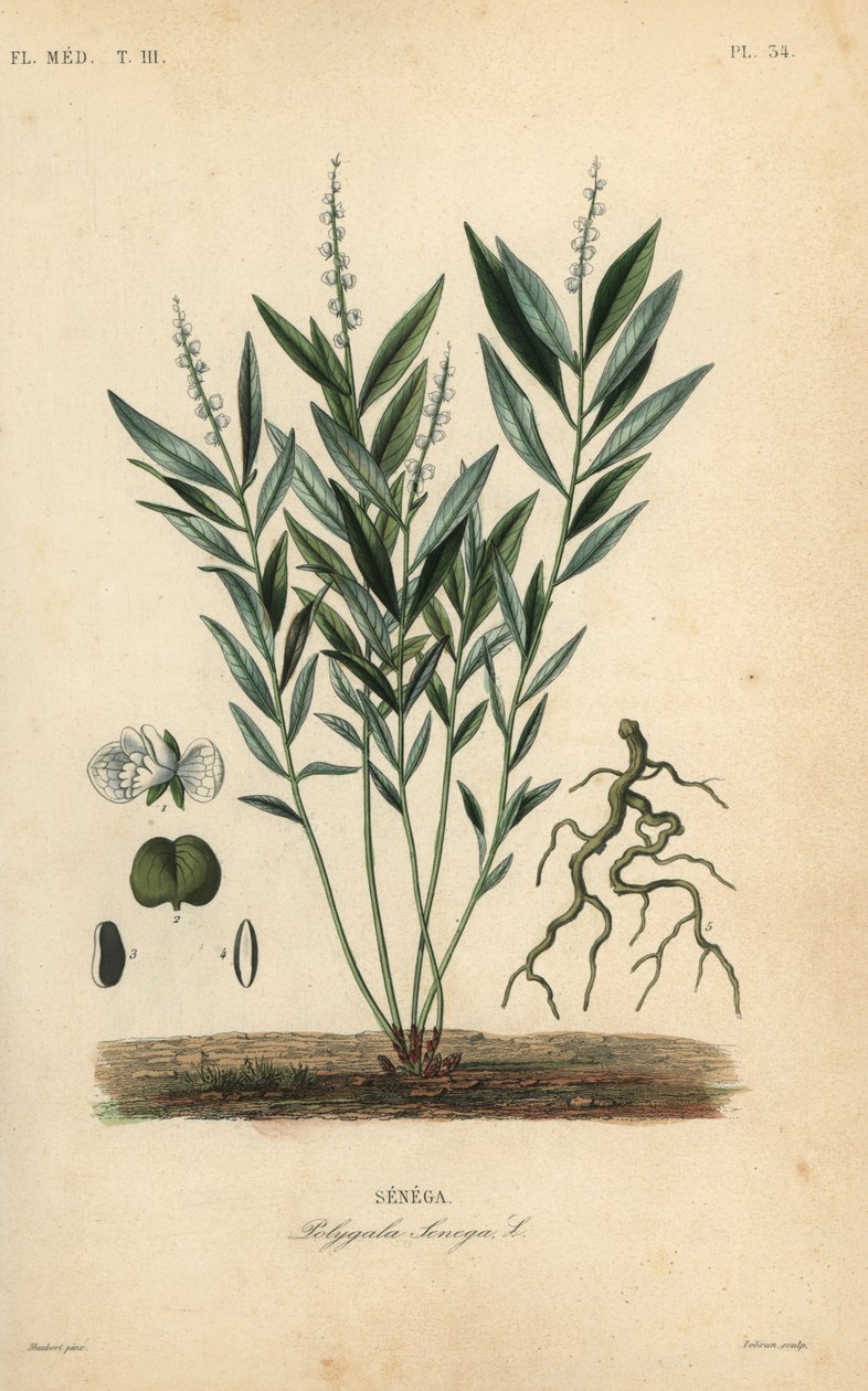 Seneca snakeroot أو جذر الأفعى الجرسية ، Polygala senega ، Senega بواسطة غير معروف