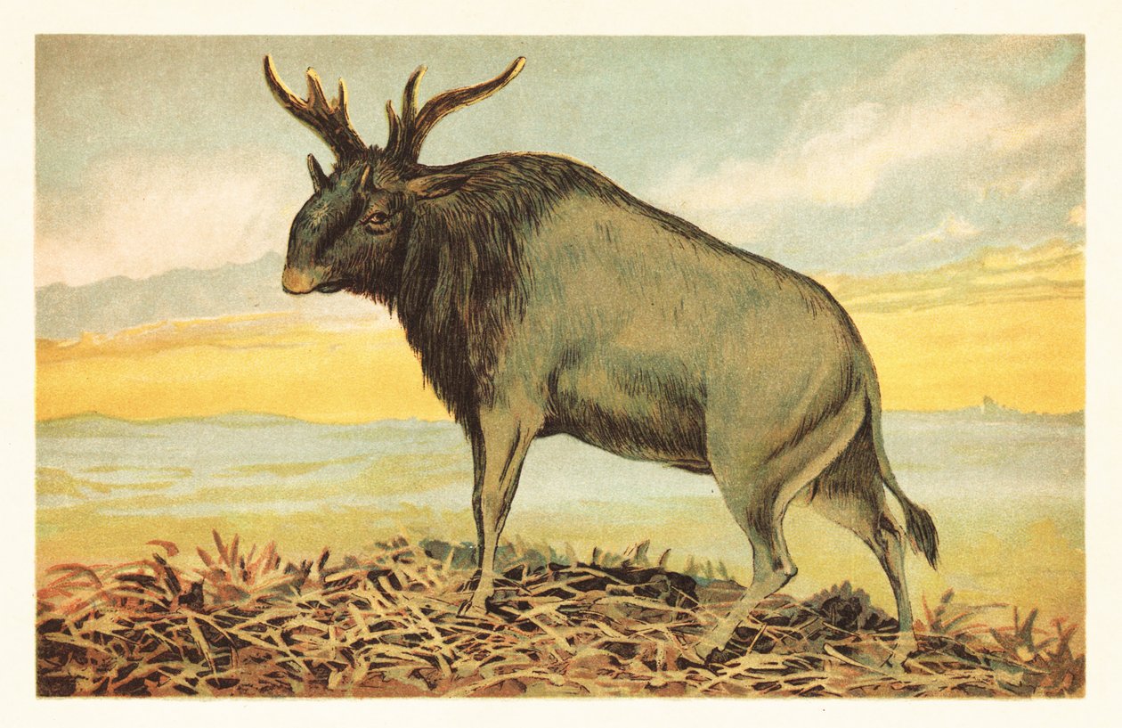 وحش شيفا ، Sivatherium giganteum 1908 (طباعة حجرية) بواسطة فنان غير معروف