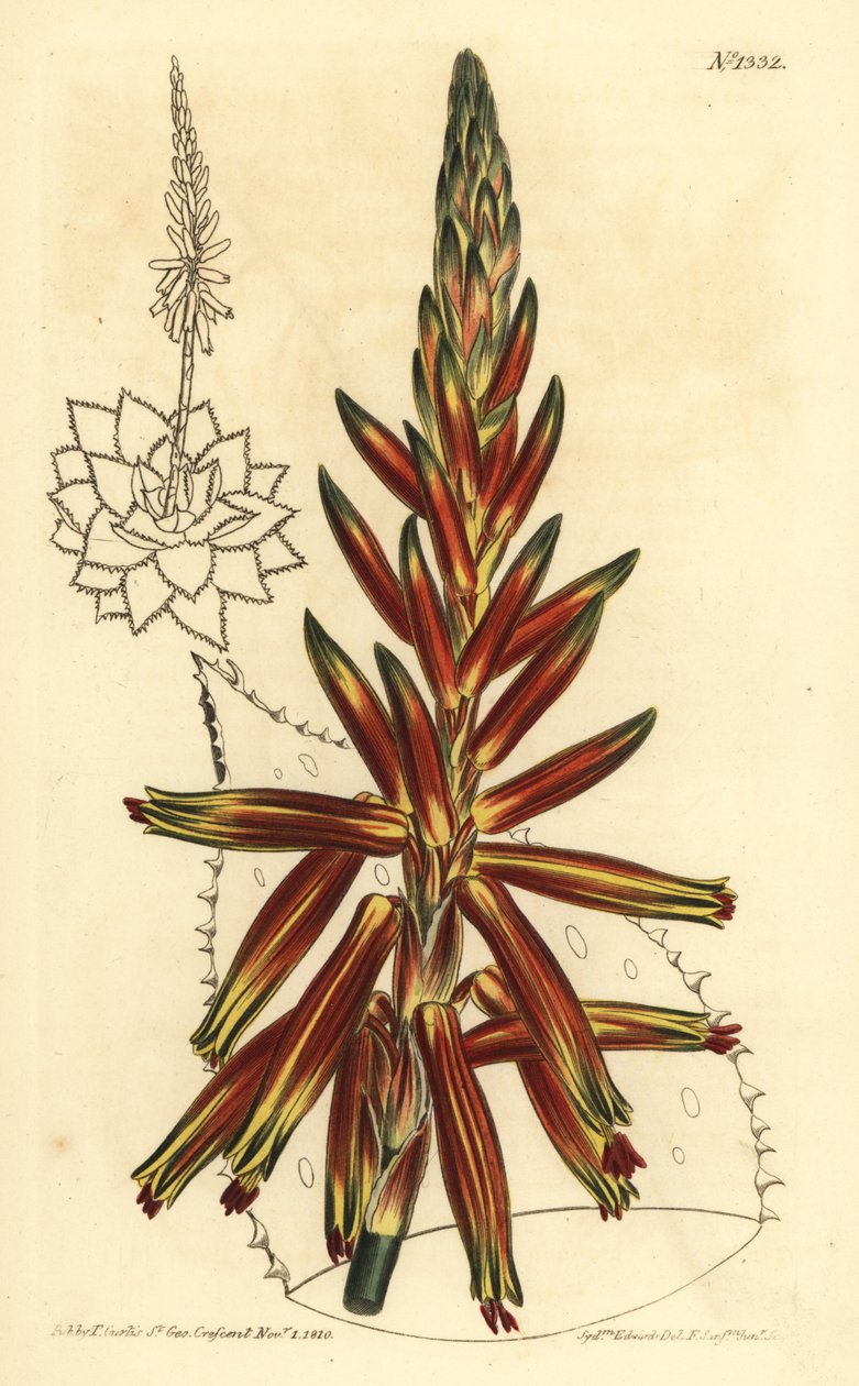 صبار قصير الأوراق ، Aloe brevifolia var بواسطة غير معروف