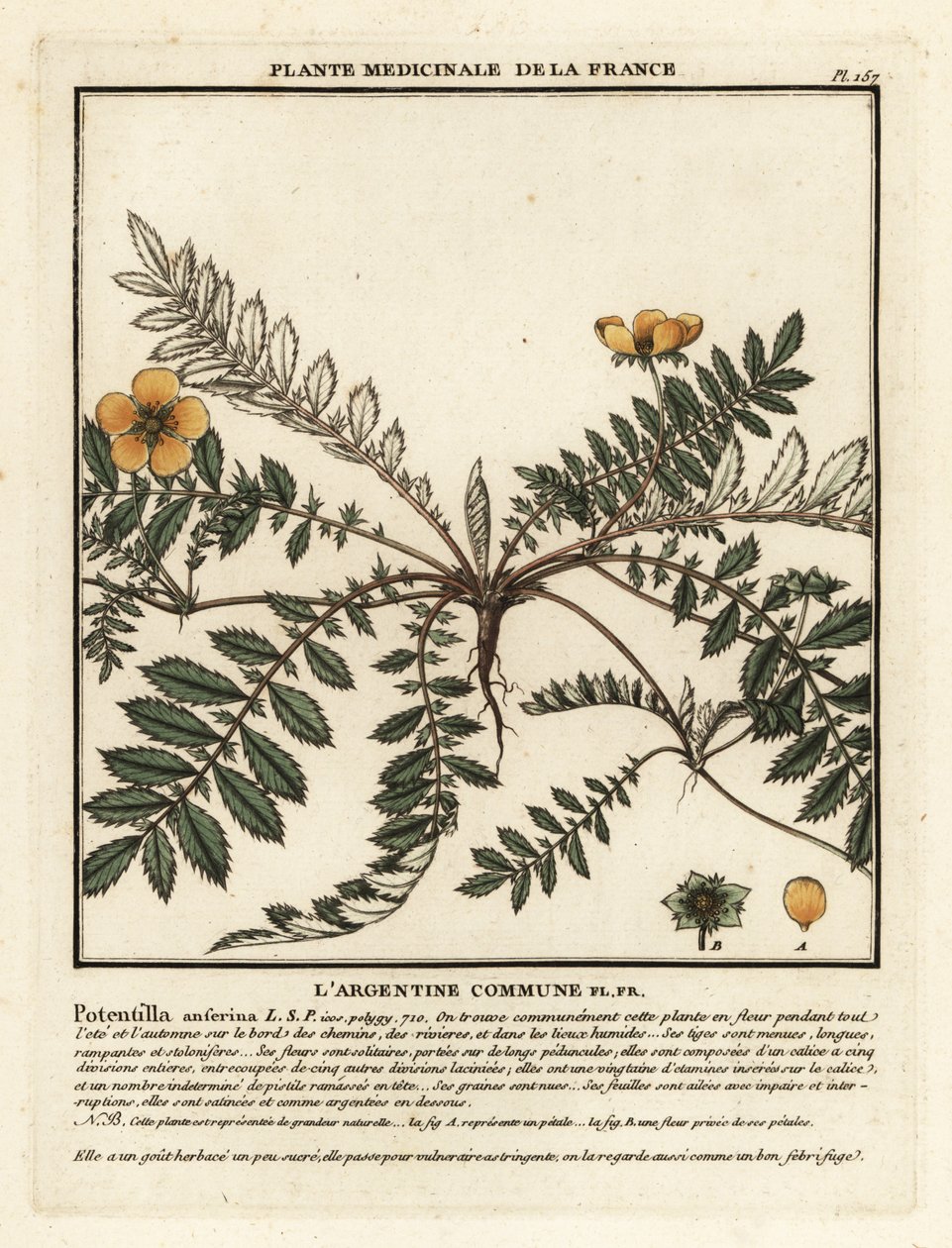 سيلفرويد ، Potentilla anserina. بواسطة فنان غير معروف