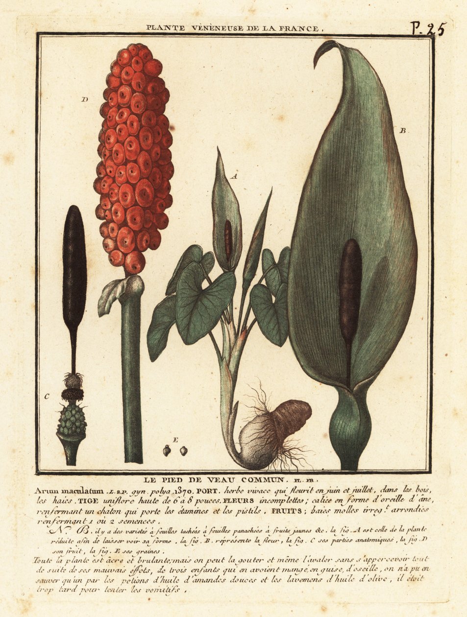 Snakeshead ، Arum maculatum. بواسطة فنان غير معروف