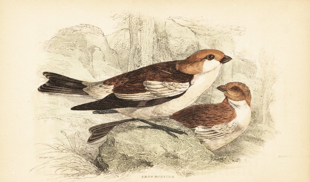 درسة الثلج ، Plectrophenax nivalis ، 1889 (نقش) بواسطة فنان غير معروف