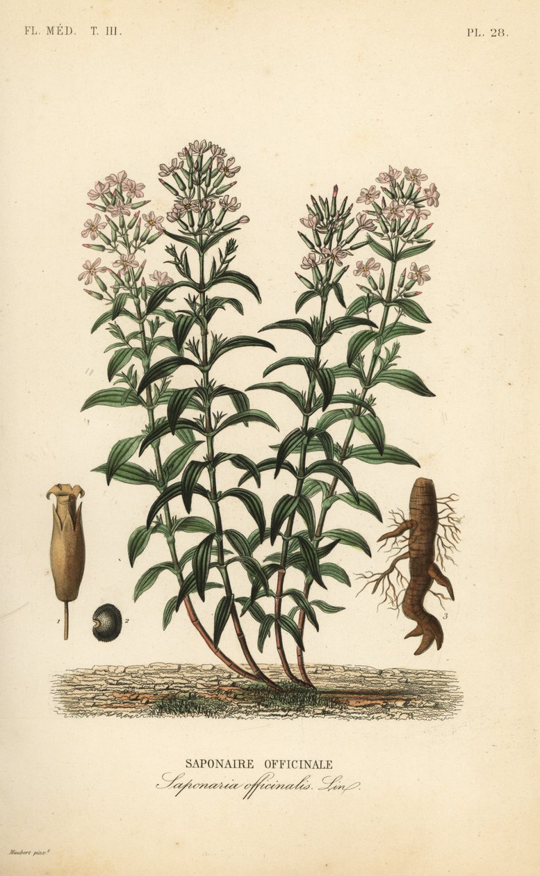 Soapwort أو Soapwort ، Saponaria officinalis ، Saponaire officinale بواسطة غير معروف