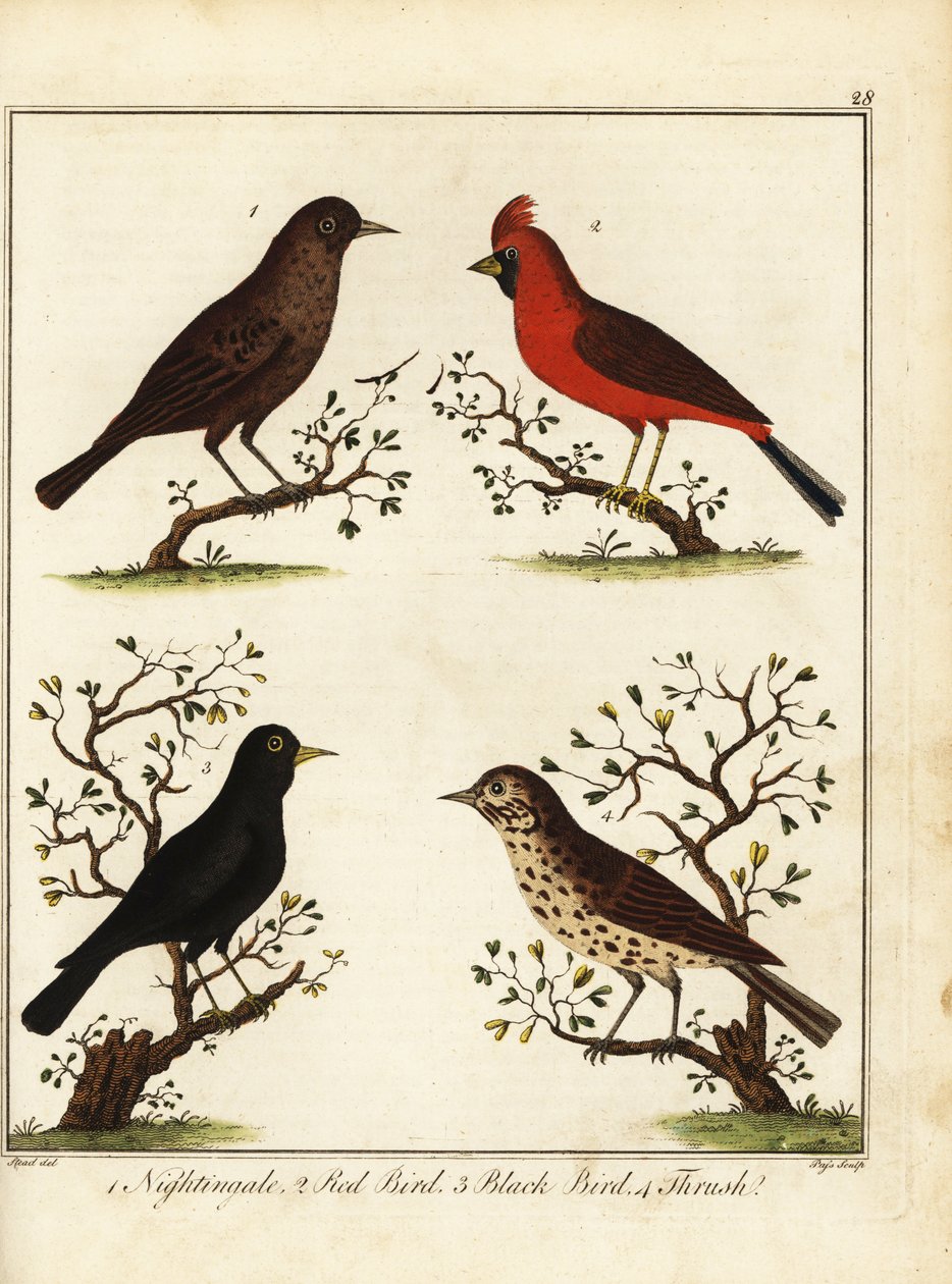 الطيور المغردة: العندليب ، الطائر الأحمر ، الطائر الأسود والقلاع. 1792 (نقش) بواسطة فنان غير معروف
