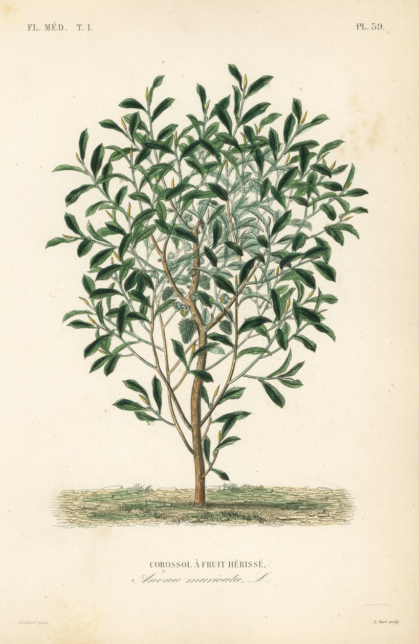 قشطة شائكة ، graviola أو شجرة guyabano ، Annona muricata ، Corossol هرط الفاكهة بواسطة غير معروف
