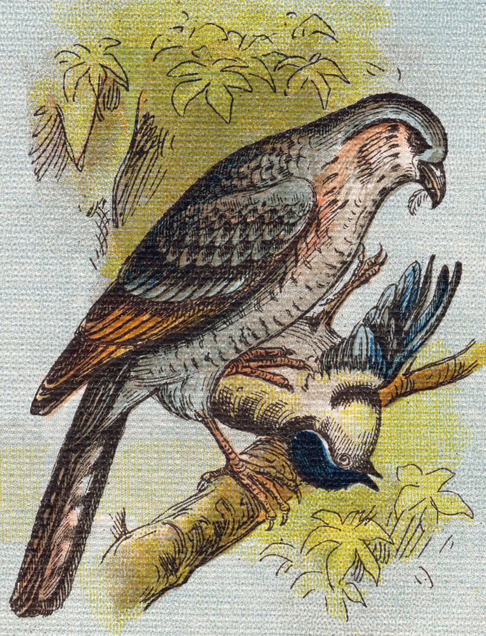 عصفور. نقش في "Alphabet de ma petite fille". برناردين-بيشيت وفلس ، بائعون وناشرون ، باريس ، حوالي عام 1895. ألبوم غير قابل للكسر على قماش. Bibliotheque des Bebes. 12 صفحة. ألبوم يحتوي على طريقة قراءة ومختصر توضيحي. قاتمة: بواسطة غير معروف