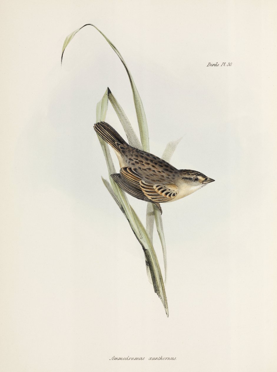 سبارو أو فينش ، 1832-1836 بواسطة فنان غير معروف