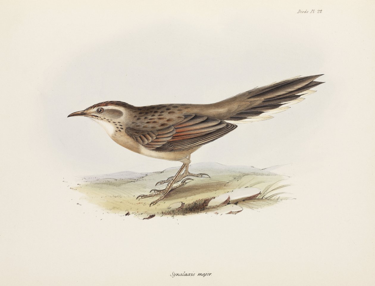Spinetail ، أمريكا الجنوبية ، عام 1832-1836 بواسطة فنان غير معروف
