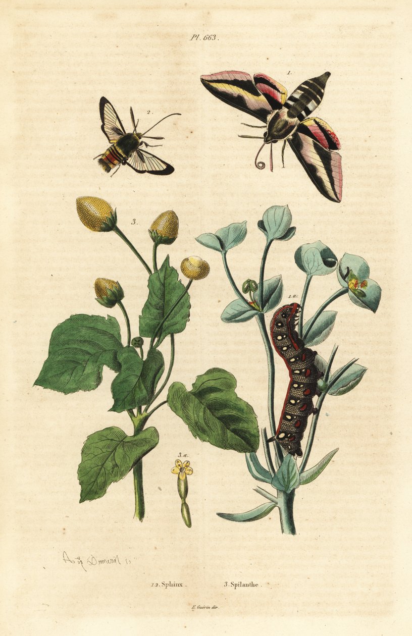 Spurge hawk-moth, Hyles euphorbiae, and caterpillar 1, hornet moth, Sesia apiformis 2, and toothache plant, Spilanthes species بواسطة غير معروف