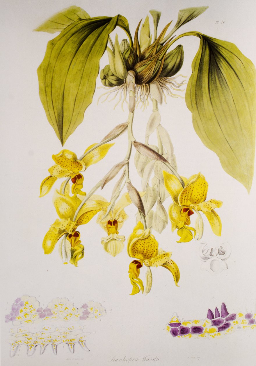 Stanhopea Wardii بواسطة غير معروف