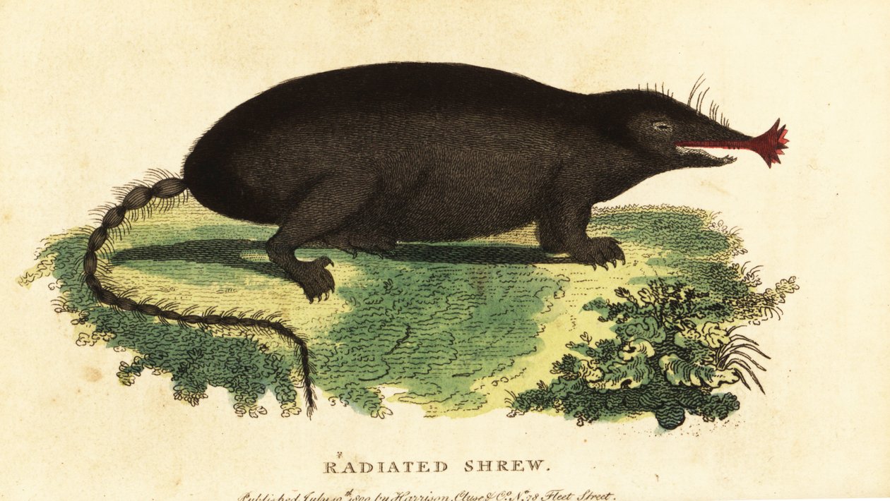 الخلد ذو الأنف النجمي ، Condylura cristata. ، 1800 (نقش) بواسطة فنان غير معروف