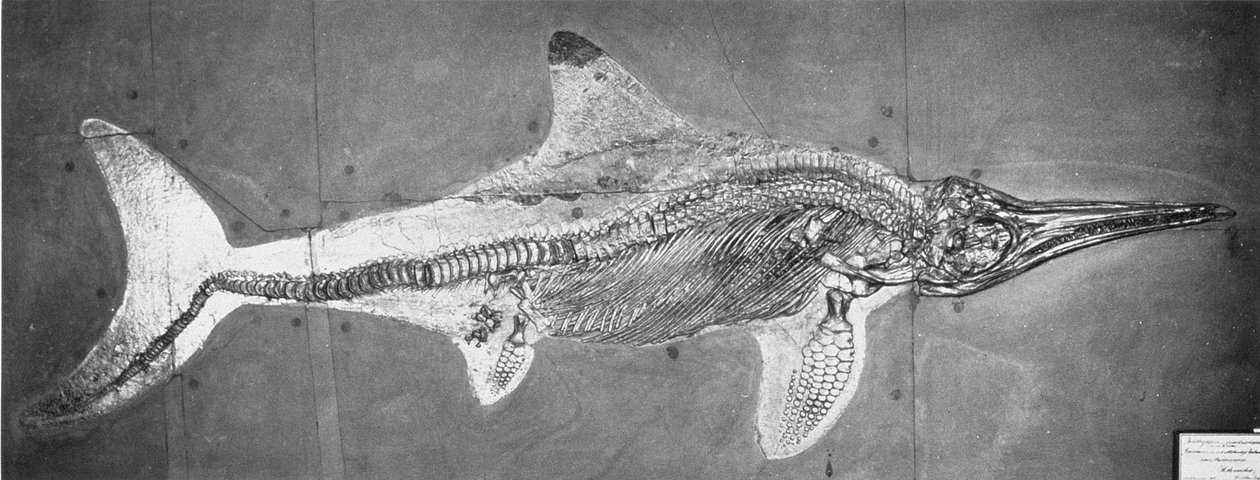Stenopterygius megacephalus (أكسفورد Ichthyosaur) وجدت Nr. شتوتغارت ، ألمانيا ، فترة لياس العليا بواسطة غير معروف
