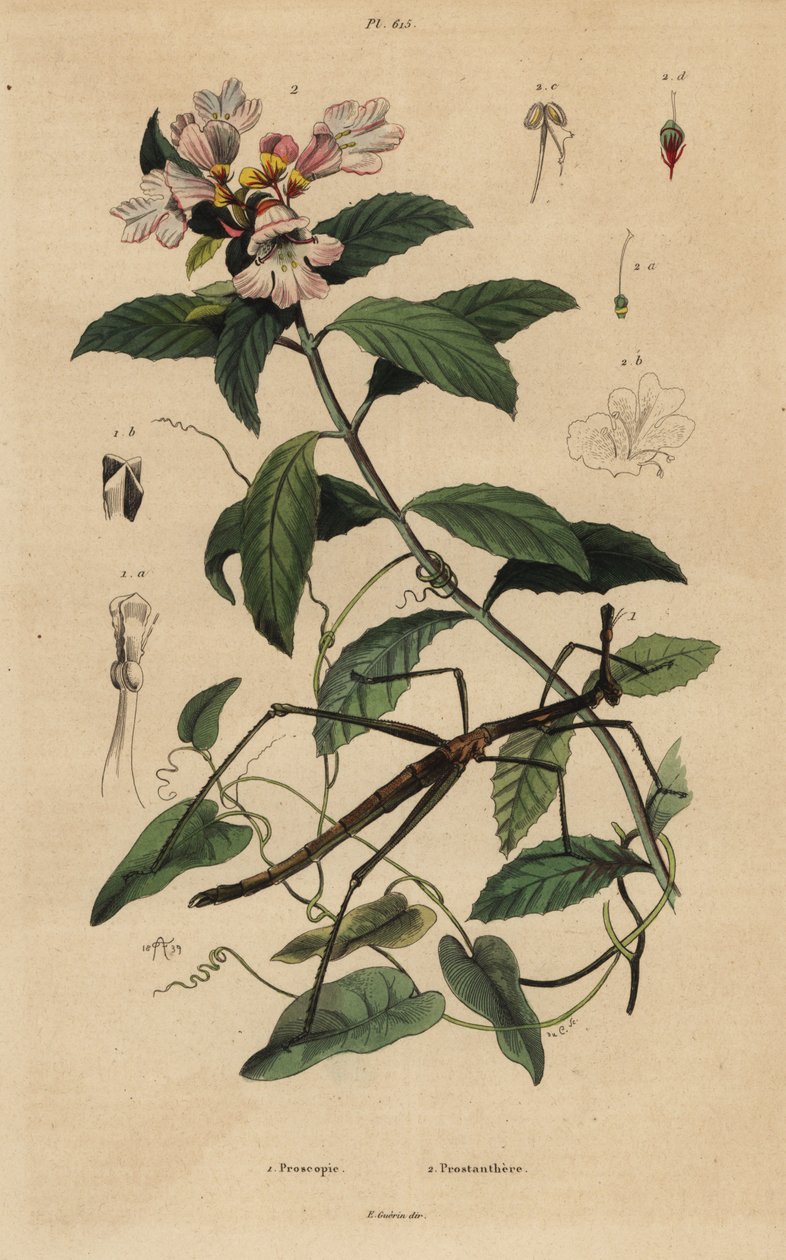 حشرة العصا ، Proscopia granulata 1 ، وشجيرة عيد الميلاد الفيكتوري ، Prostanthera lasianthos 2 بواسطة غير معروف