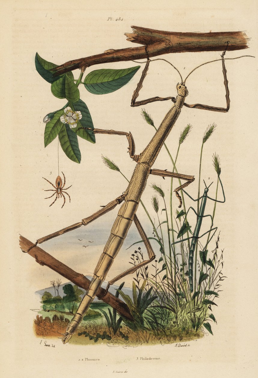 العصا الحشرات أو الفسميد ، Carausius morosus و Clonopsis gallica ، وعنكبوت السلطعون المتجول ، Philodromus aureolus بواسطة غير معروف