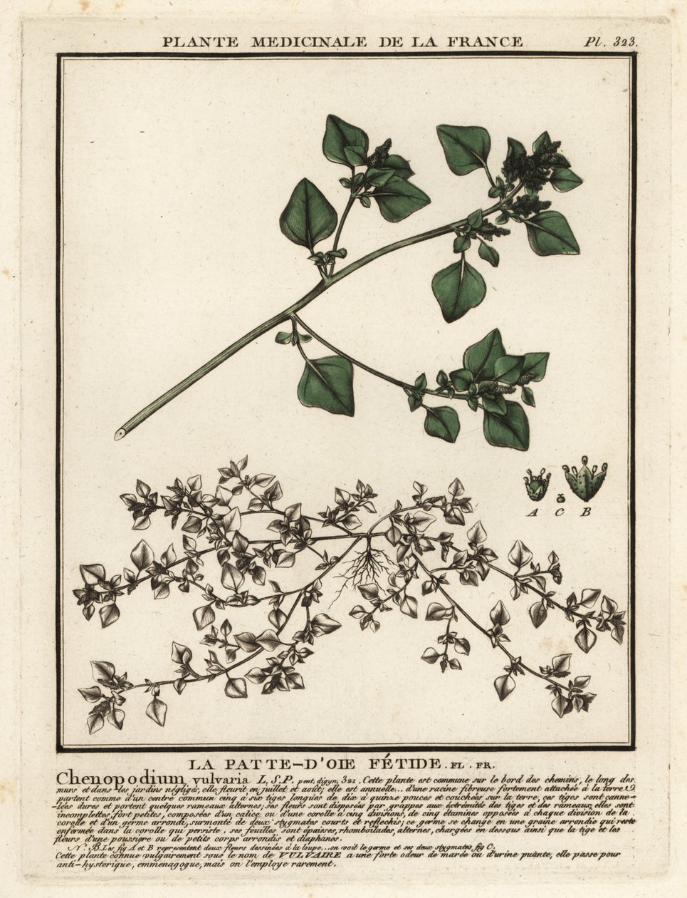نتن أوزة نتنة ، Chenopodium vulvaria. بواسطة فنان غير معروف