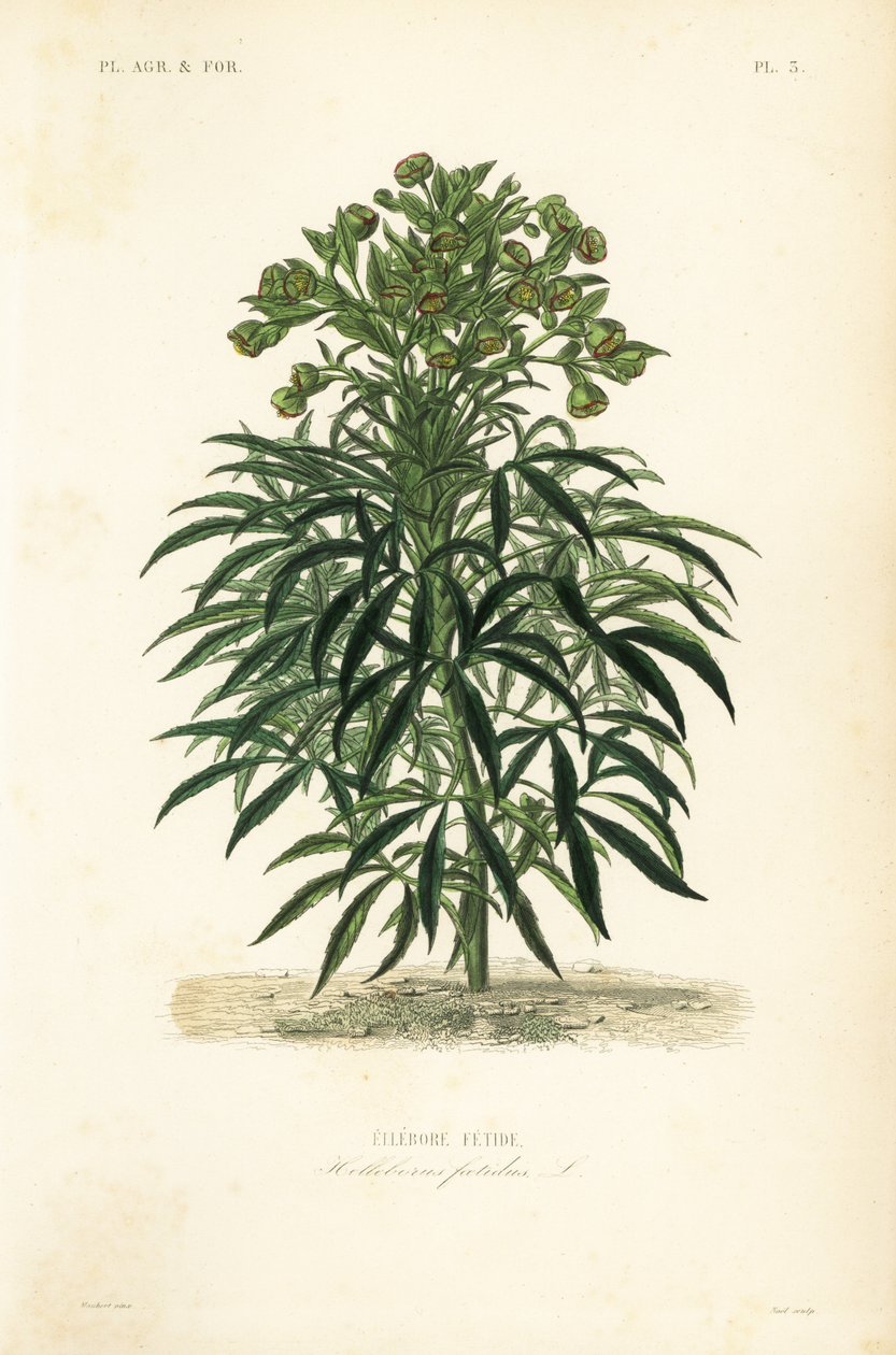 خربق النتن ، Helleborus foetidus ، Ellebore fetide بواسطة غير معروف