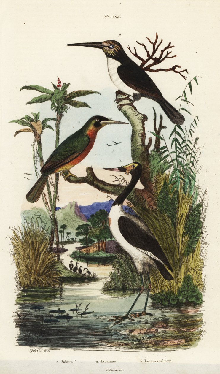 اللقلق ، Jabiru mycteria ، rufous-tailed jacamar ، Galbula ruficauda ، jacamar ثلاثي الأصابع ، Jacamaralcyon tridactyla بواسطة غير معروف