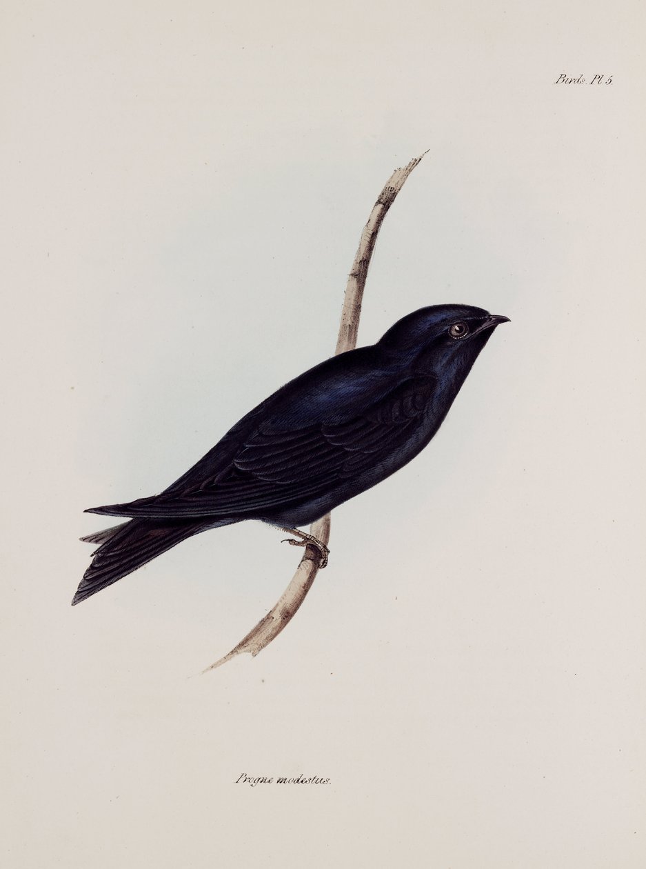 ابتلاع أو مارتن ، أمريكا الجنوبية ، عام 1832-1836 بواسطة غير معروف