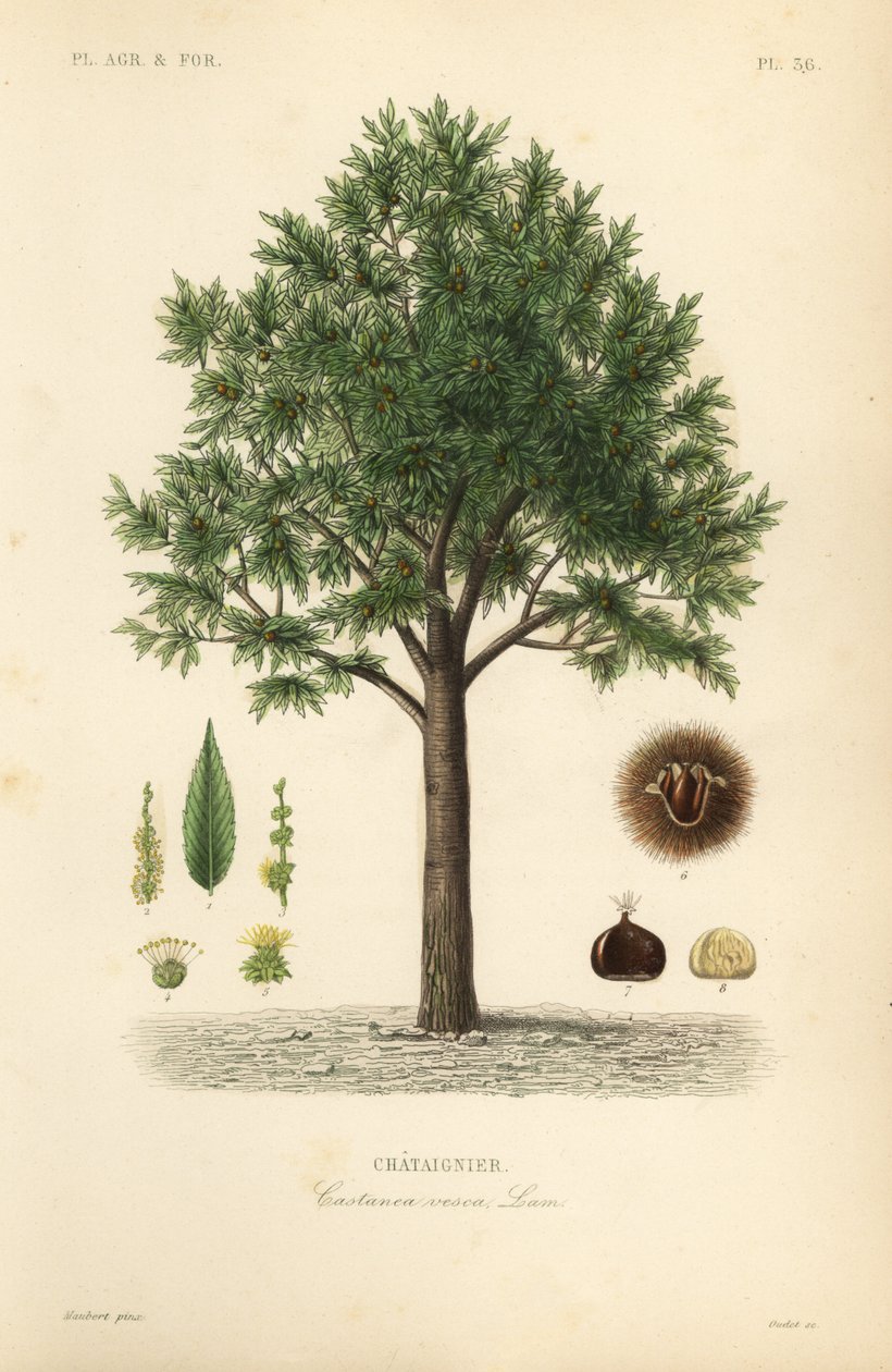 الكستناء الحلو ، Castanea sativa ، Castanea vesca ، Chataignier بواسطة غير معروف