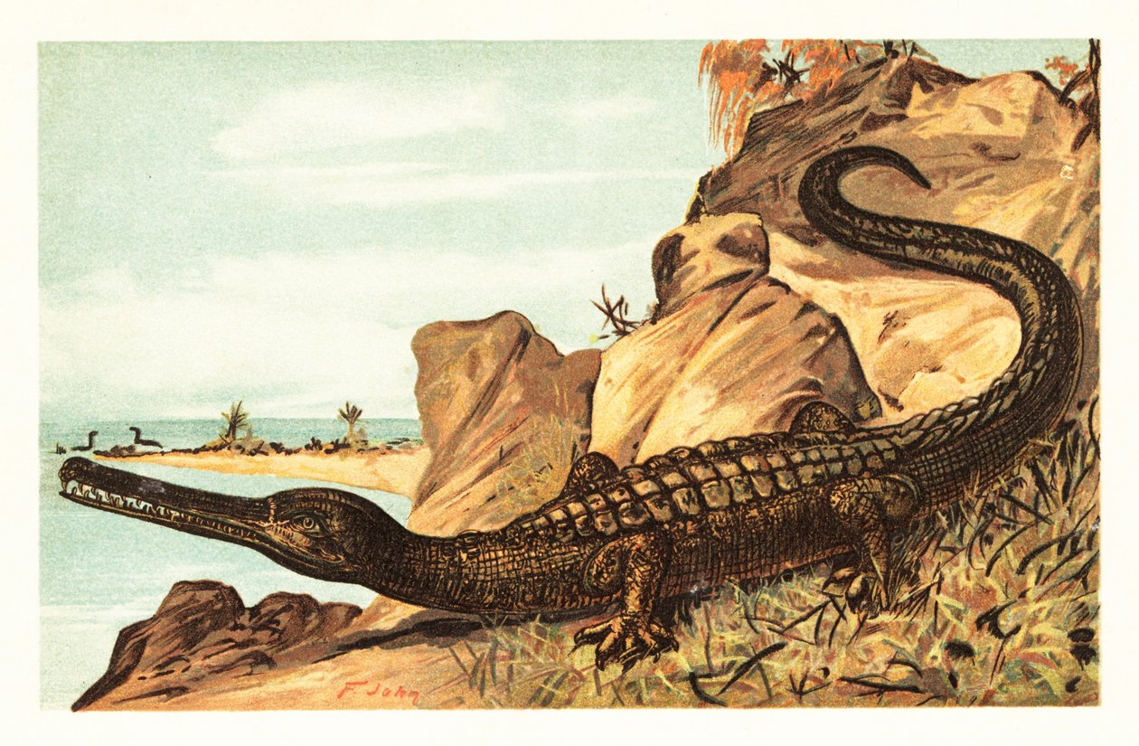 Teleosaurus cadomensis ، أنواع منقرضة من التمساح البحري ، 1908 (الطباعة الحجرية) بواسطة فنان غير معروف