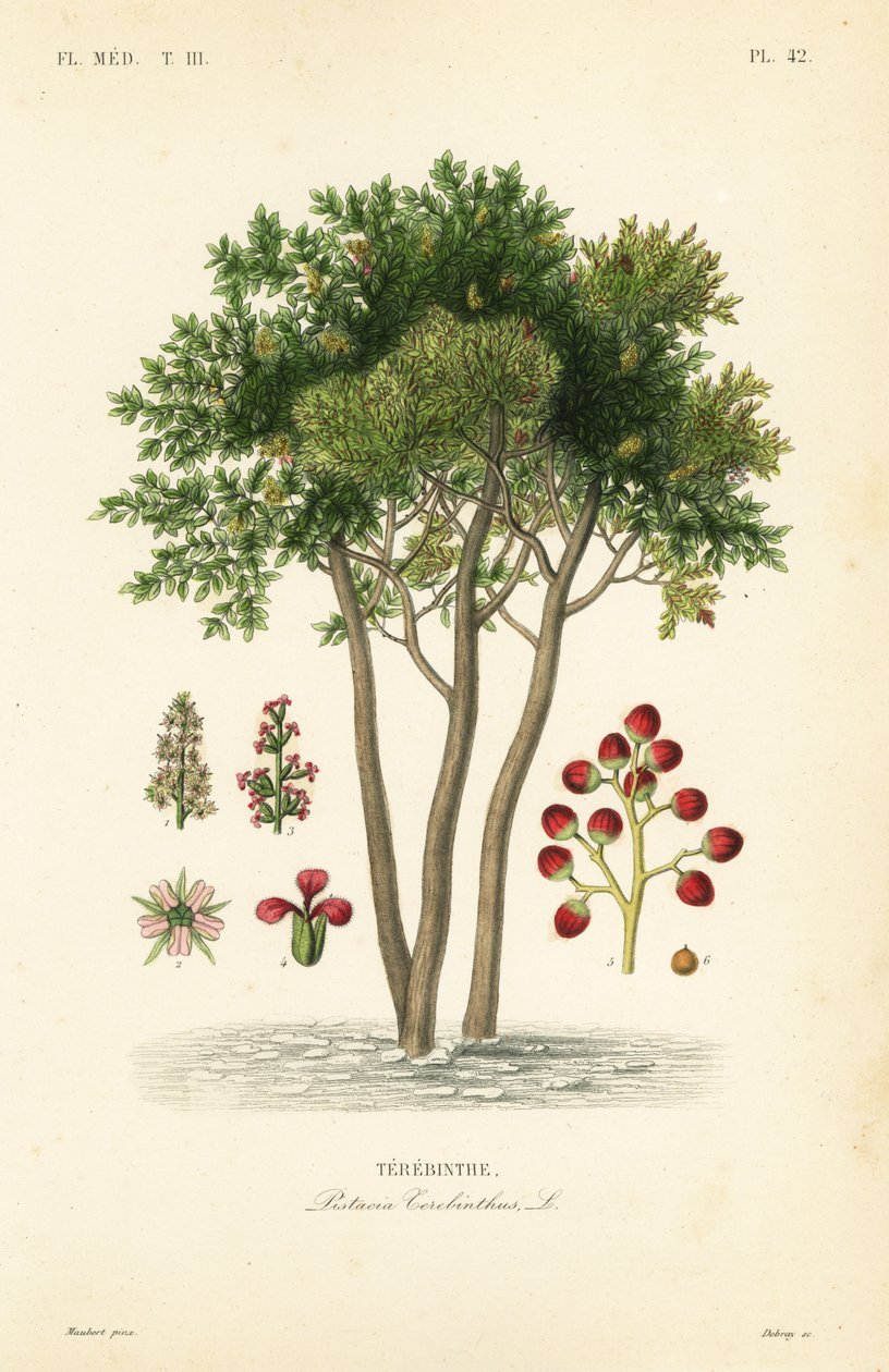 Terebinth أو شجرة التربنتين ، Pistacia terebinthus ، Terebinthe بواسطة غير معروف
