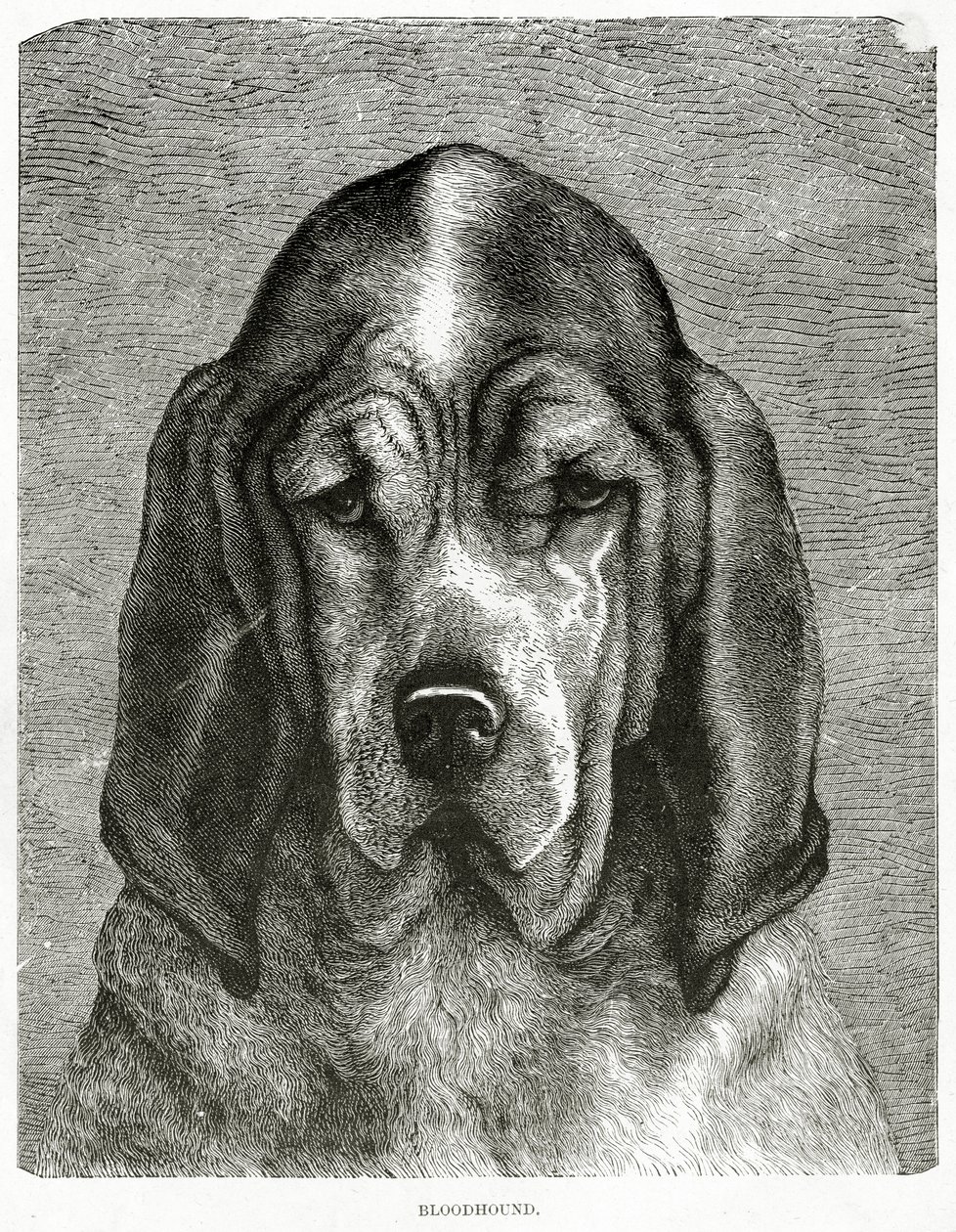 The Bloodhound. 1902 (litho) بواسطة غير معروف