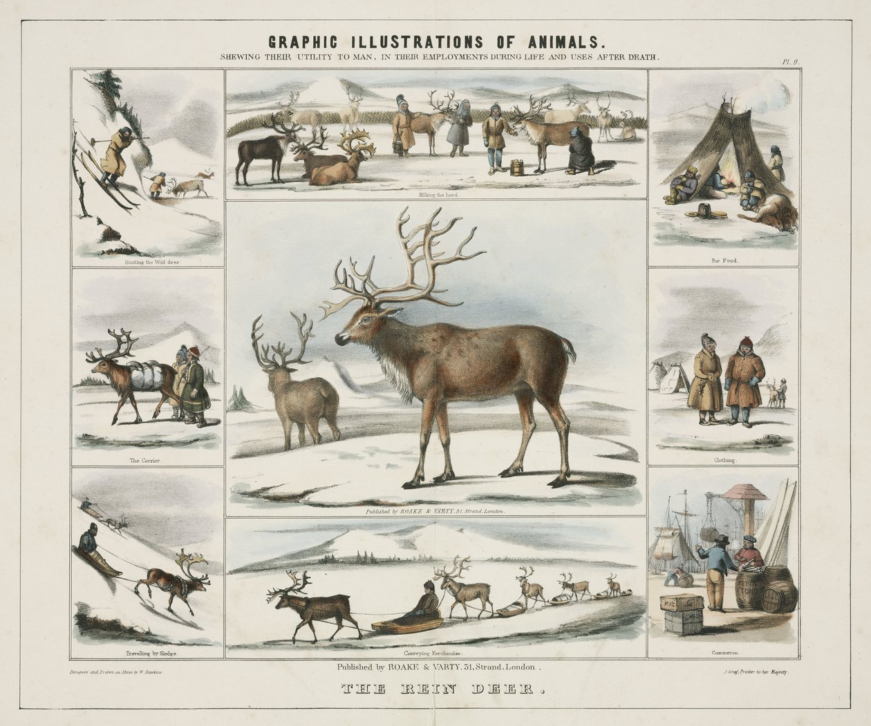 "The Rein Deer" حوالي عام ١٨٤٥ بواسطة غير معروف