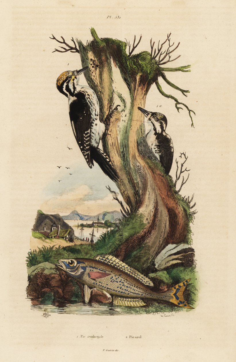 نقار الخشب ثلاثي الأصابع ، Picoides tridactylus 1 ، و picarel ، Spicara smaris 2. Pic tridactyle ، picarel بواسطة غير معروف