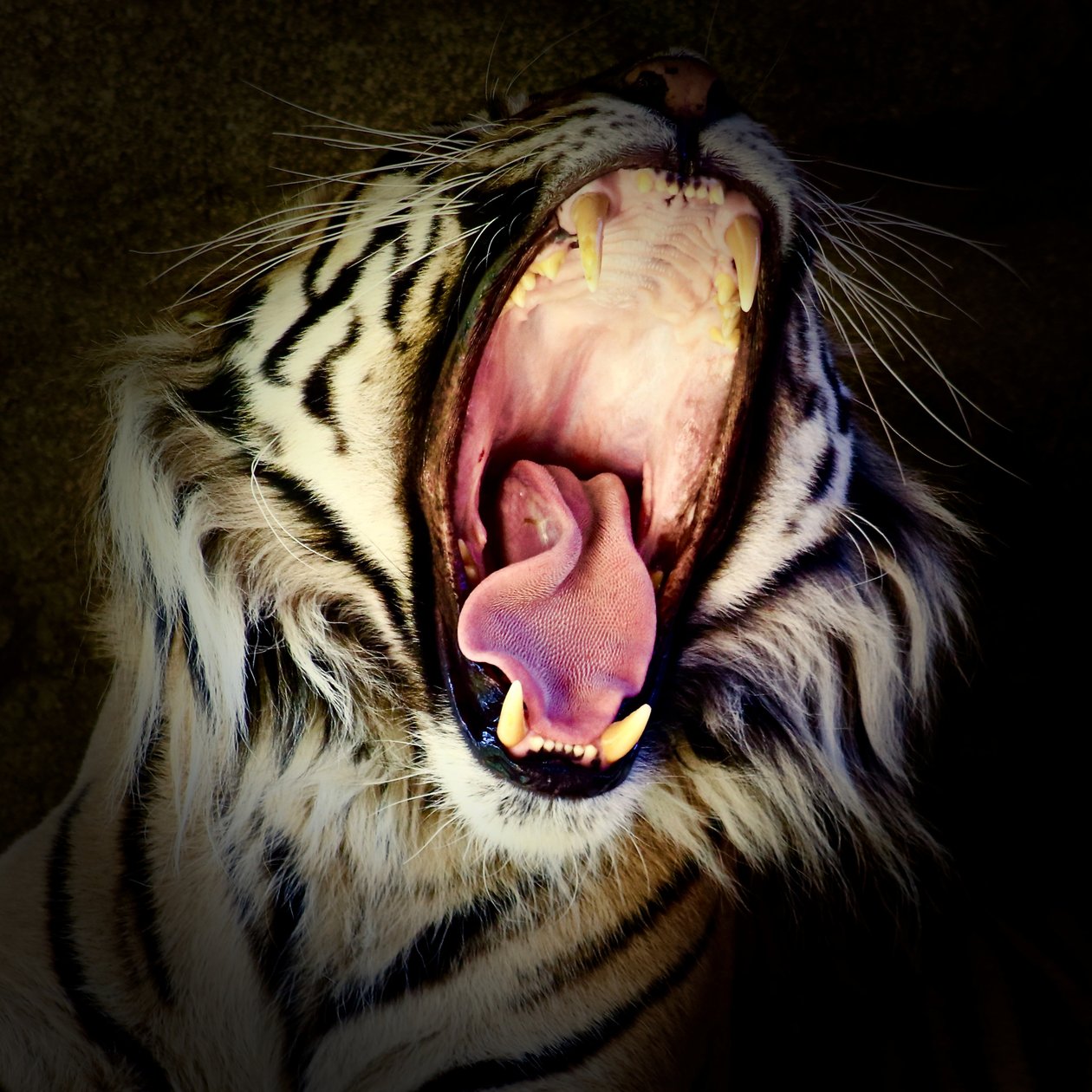 Tiger Teeth ، 2017 (صورة فوتوغرافية) بواسطة فنان غير معروف