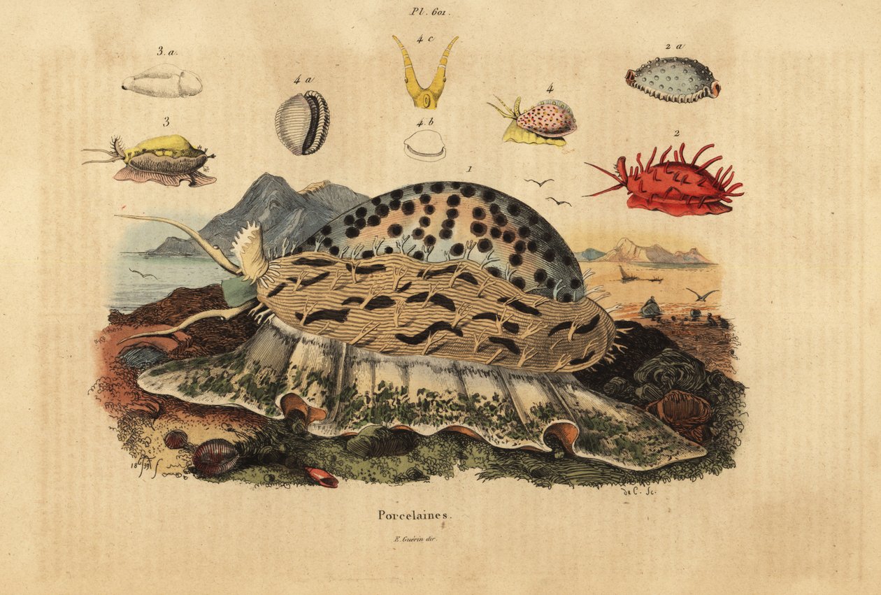 Tiger Cowrie و Cypraea tigris 1 و wrinkled Cowrie و Nucleolaria nucleus 2 و money Cowrie و Monetaria moneta 3 و Ellatrivia merces 4 و Porcelaines بواسطة غير معروف