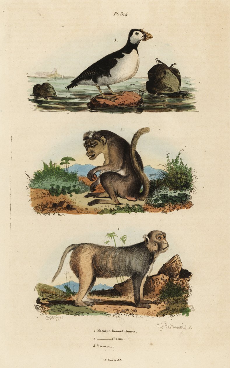 مكاك القوق ، Macaca sinica ، المهددة بالانقراض 1 ، مكاك الريسوس ، Macaca mulatta 2 ، والببغاء auklet ، Aethia psittacula 3 بواسطة غير معروف