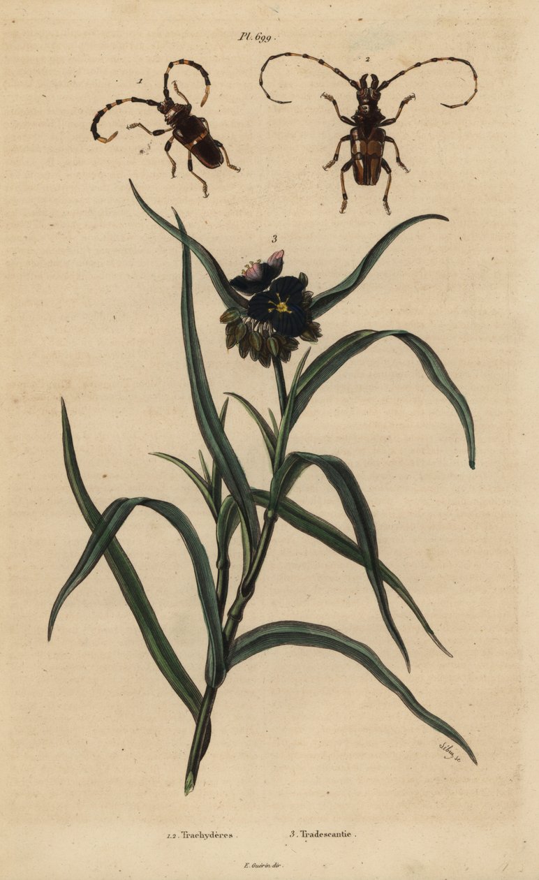 Trachyderes strutting 1 ، 2 Trachyderes الفك السفلي وفرجينيا العنكبوت ، Tradescantia virginiana 3 بواسطة غير معروف
