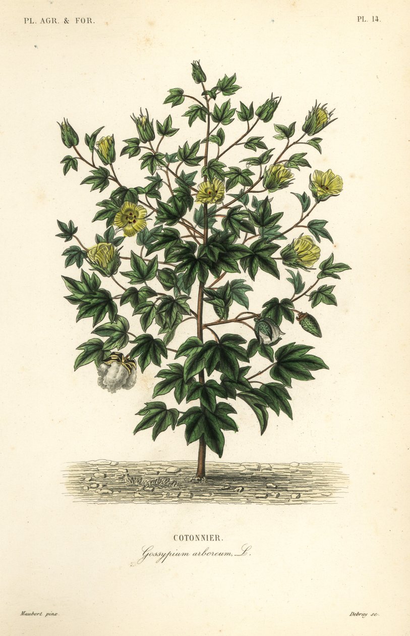 قطن الشجرة ، Gossypium arboreum ، Cotoninier بواسطة غير معروف