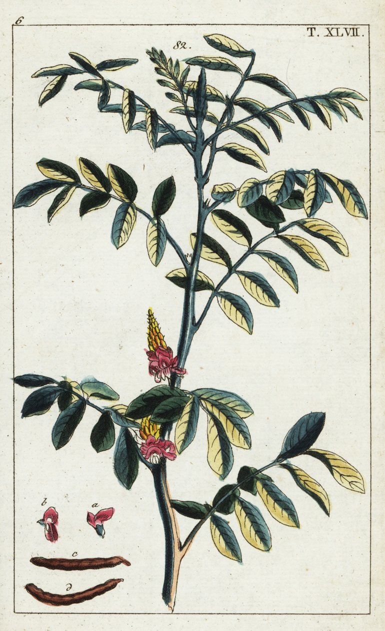 النيلي الحقيقي ، Indigofera tinctoria. بواسطة فنان غير معروف