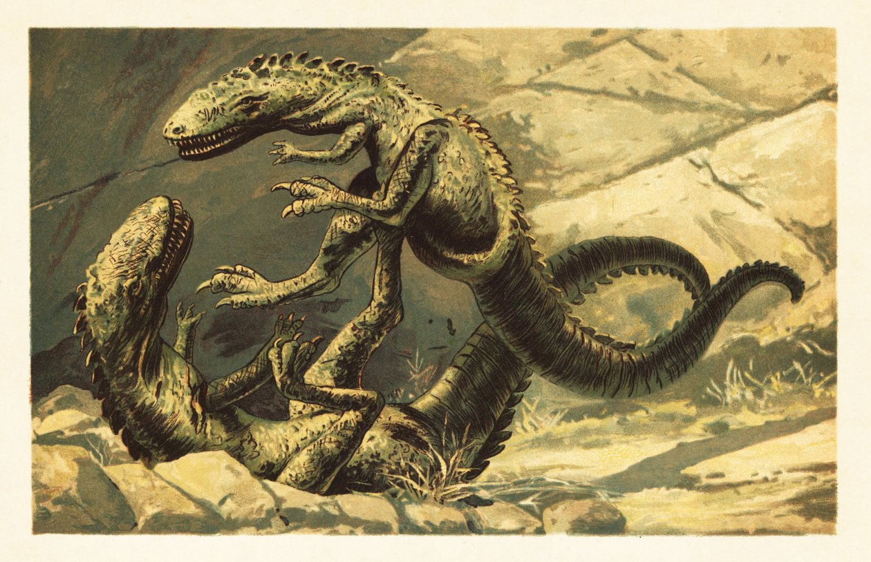 اثنين من قتال Dryptosaurus aquilunguis.1908 (طباعة حجرية) بواسطة فنان غير معروف