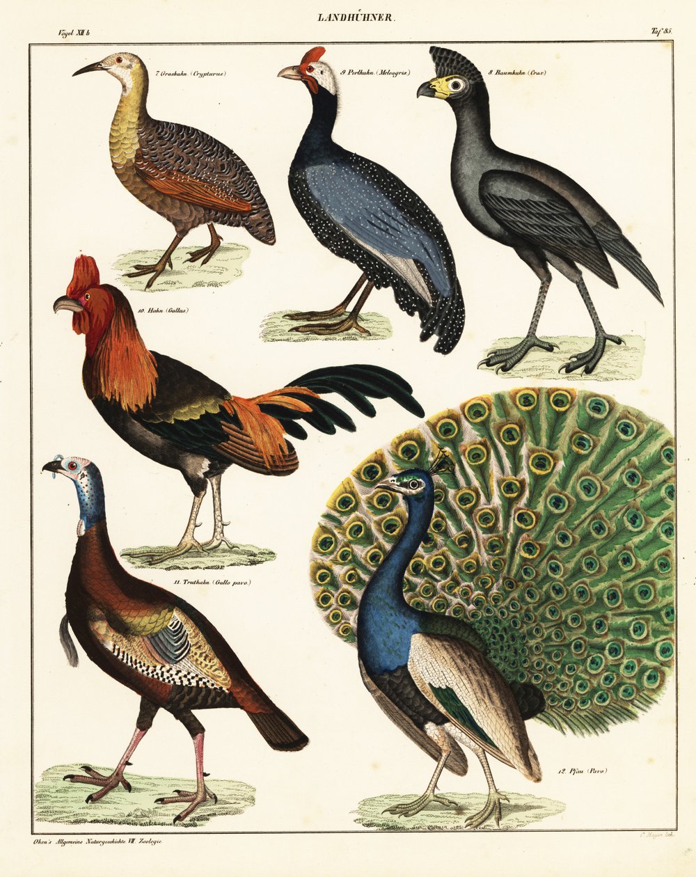أصناف الطيور. ، 1841 (طباعة حجرية) بواسطة فنان غير معروف